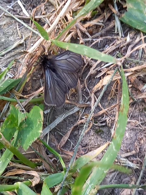 Pentophera morio - réti gyapjaslepke