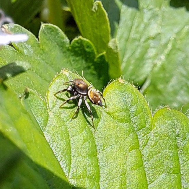 Araneae - Pókok