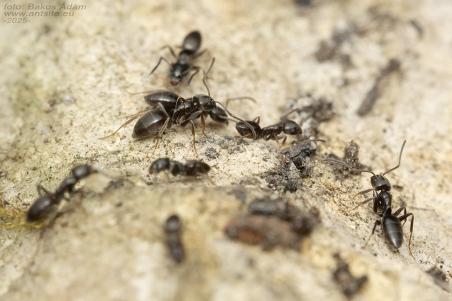 Tapinoma erraticum - kóborhangya