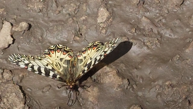 Zerynthia polyxena - farkasalmalepke