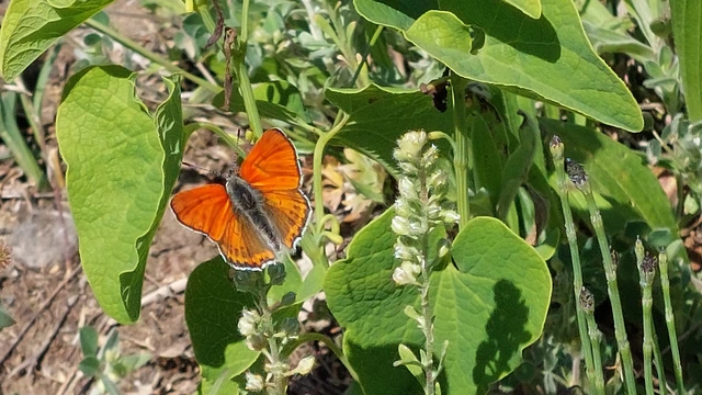 Lycaena thersamon - kis tűzlepke