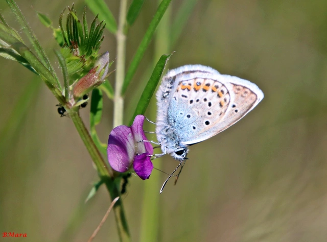 Plebejus argus - ezüstös boglárka