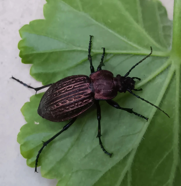 Carabus ulrichii - rezes futrinka Carabus ulrichii - rezes futrinka
