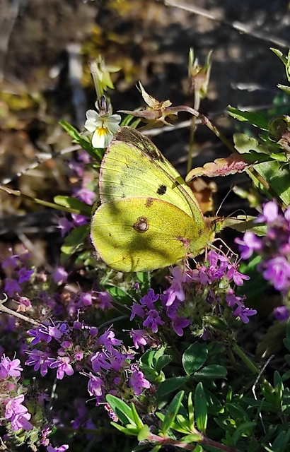 Colias alfacariensis - déli kéneslepke