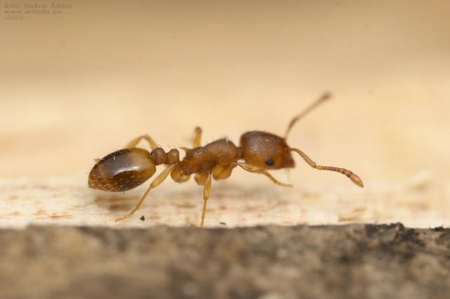 Temnothorax crassispinus - gubacslakó kéreghangya