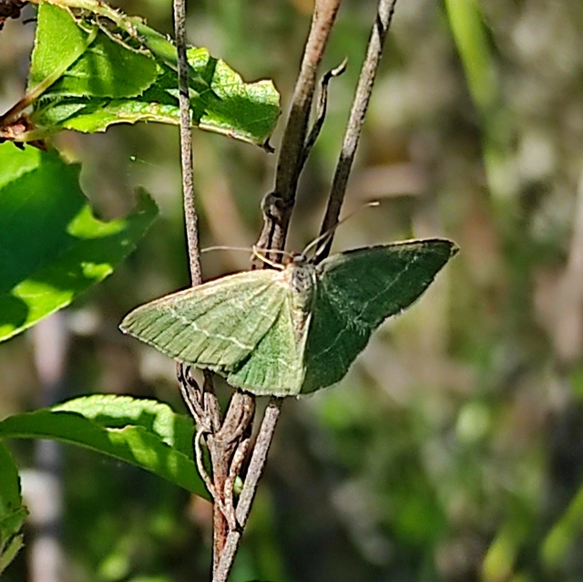 Chlorissa viridata/cloraria