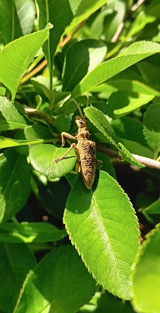 Rhagium sycophanta - tölgyes-tövisescincér