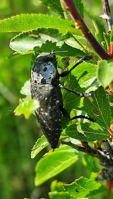 Capnodis tenebrionis - kökény-tükrösdíszbogár