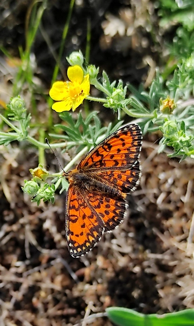 Melitaea trivia - kis tarkalepke