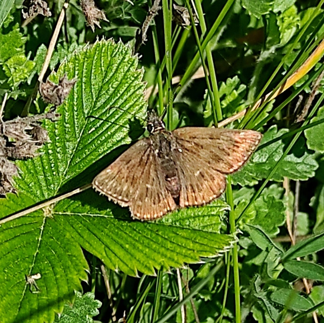 Erynnis tages - cigánylepke