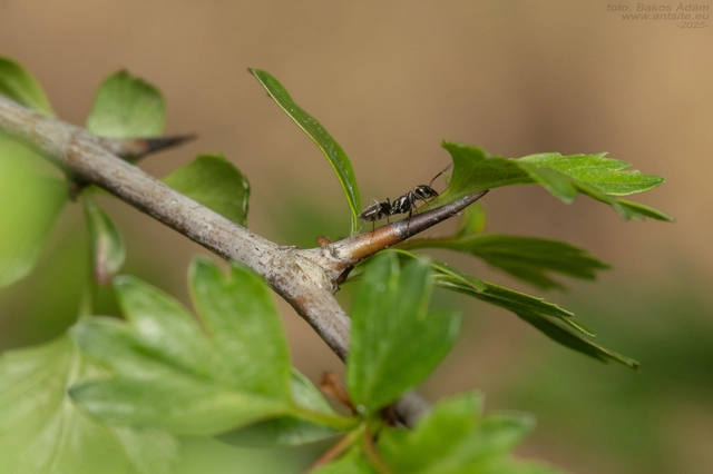 Tapinoma erraticum - kóborhangya