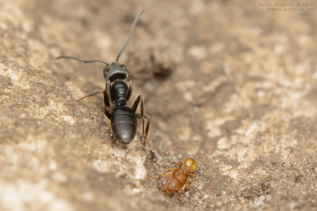 Temnothorax unifasciatus - gyűrűs kéreghangya