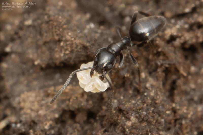 Tapinoma erraticum - kóborhangya