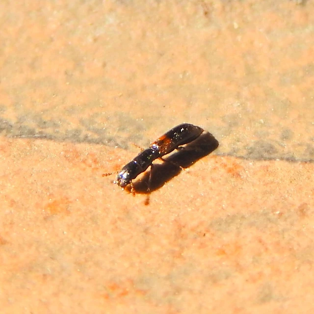 Nemozoma elongatum - karcsú korongbogár