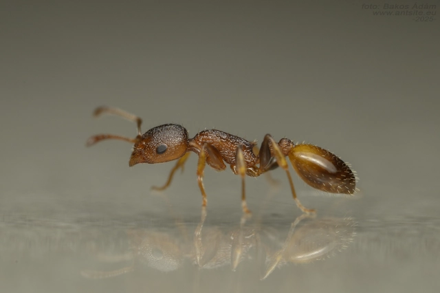 Temnothorax affinis - erdei kéreghangya