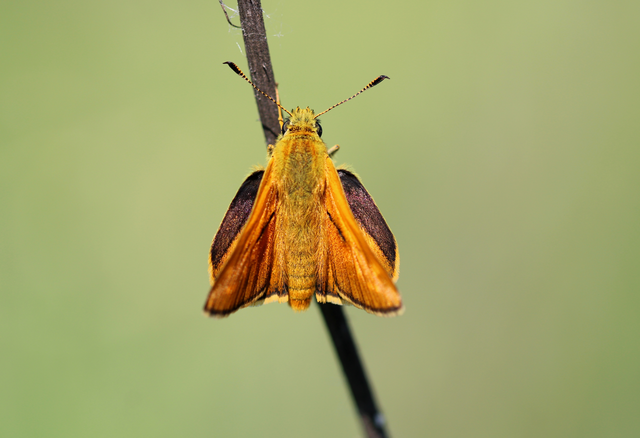 Ochlodes sylvanus - erdei busalepke