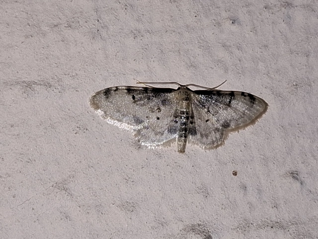 Idaea filicata - sötéttövű apróaraszoló