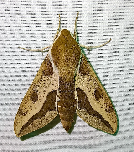 Hyles euphorbiae - kutyatejszender