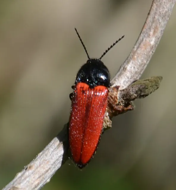 Ampedus