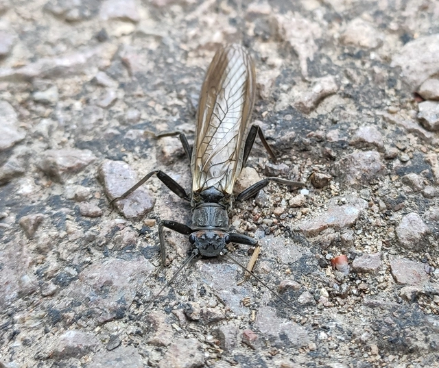 Plecoptera - Álkérészek