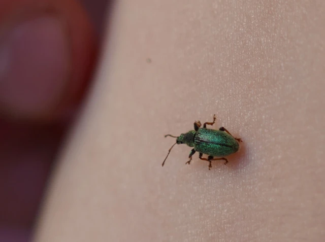 Phyllobius