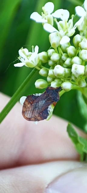 Phymata crassipes - fogólábú poloska