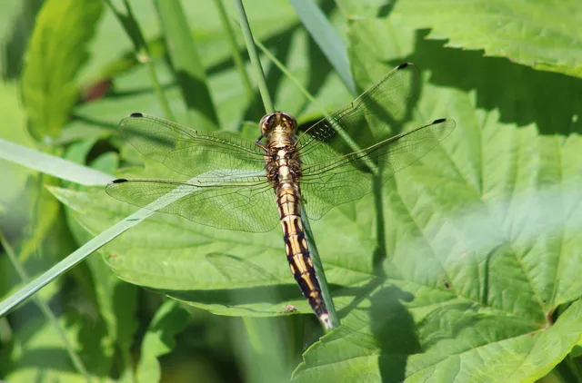 Orthetrum albistylum - fehérfarkú pásztorszitakötő