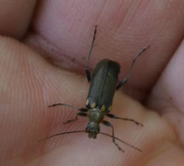 Cortodera humeralis - négyfoltos cserjecincér