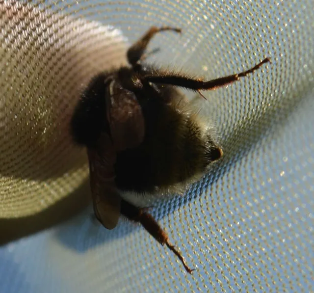 Bombus - poszméhek