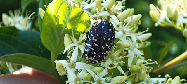 Oxythyrea funesta - sokpettyes virágbogár
