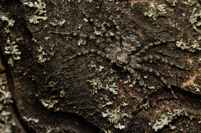 Philodromus