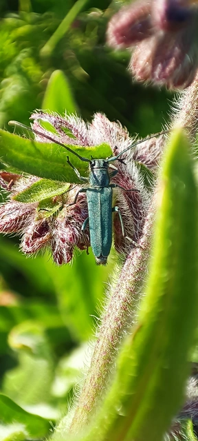 Phytoecia coerulescens - kígyósziszcincér
