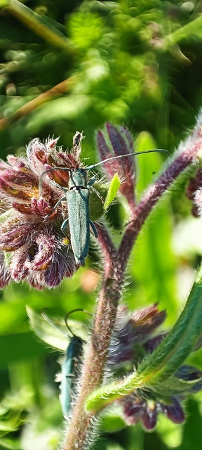 Phytoecia coerulescens - kígyósziszcincér