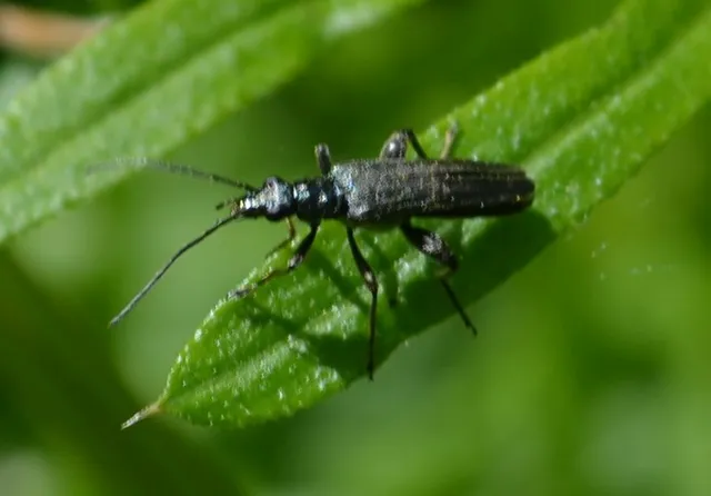 Oedemera