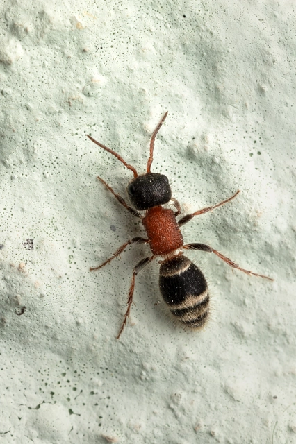 Mutillidae - hangyadarazsak