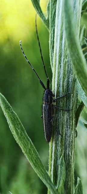 Agapanthia cardui - sávos bogáncscincér