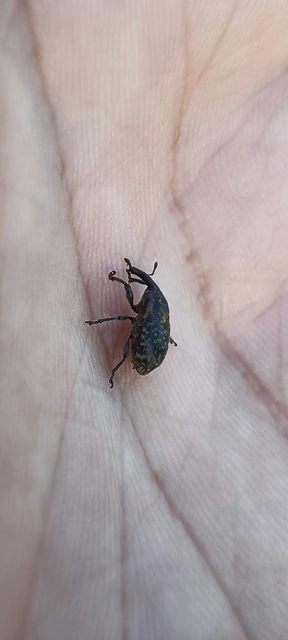 Larinus
