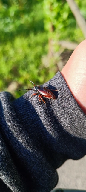 Dorcadion fulvum - barna gyalogcincér