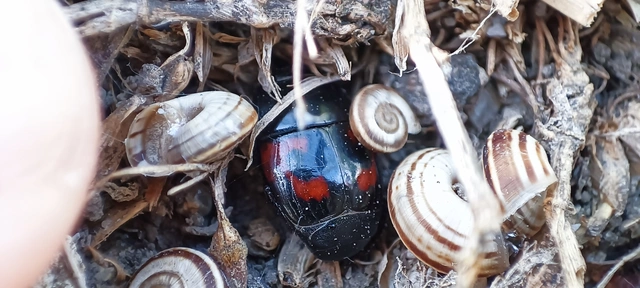 Hister quadrimaculatus - közönséges sutabogár