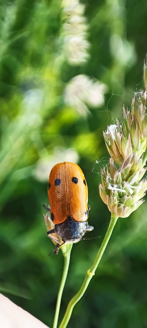 Lachnaia sexpunctata - szőrösnyakú zsákhordóbogár