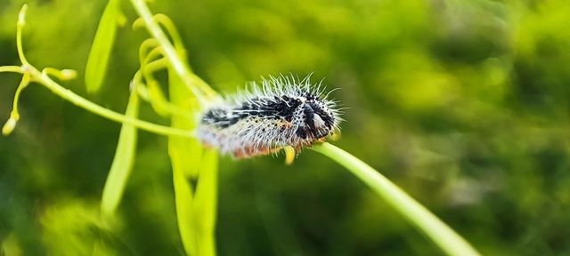 Pieris brassicae - káposztalepke