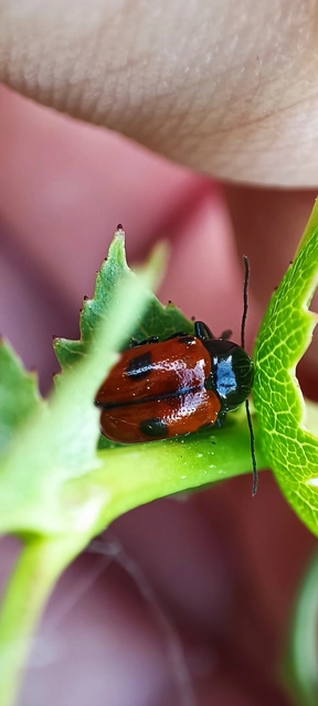 Cryptocephalus bipunctatus - kétpettyes zömökbogár