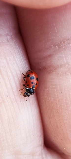 Hippodamia variegata - tizenhárompettyes katica