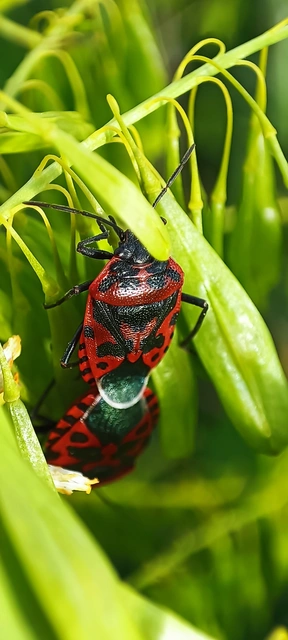 Eurydema ventralis - káposztapoloska Eurydema ventralis - káposztapoloska