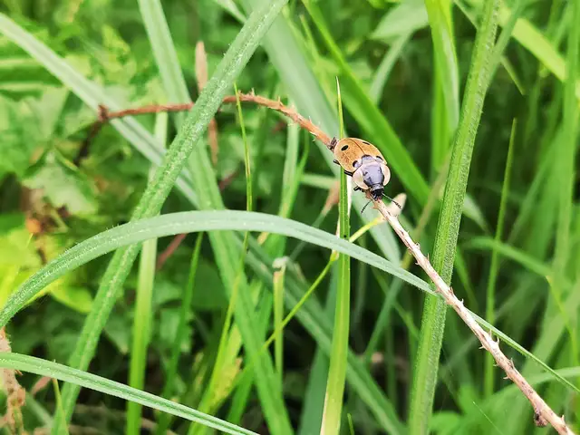 Dendroxena quadrimaculata - négypettyes dögbogár