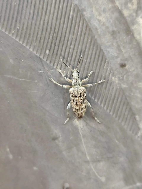 Rhagium inquisitor - fenyves-tövisescincér