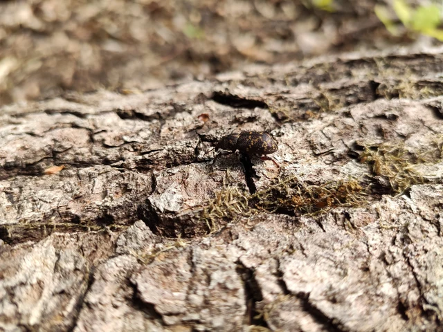 Hylobius abietis - nagy fenyvesormányos