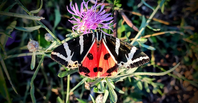 Euplagia quadripunctaria - csíkos medvelepke