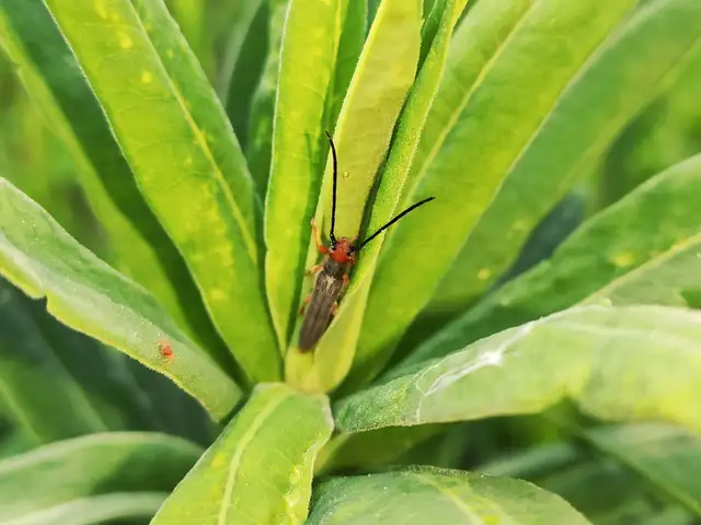 Oberea erythrocephala - pirosfejű kutyatejcincér