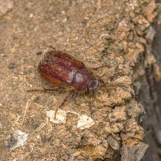 Holochelus vernus - tavaszi cserebogár